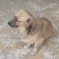 سگ پاکوتاه|سگ|تربت جام, المهدی|دیوار