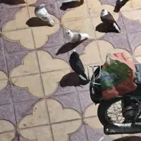 کفتر ماده پشت سبز سوسنی کاکلی پاصاف سبز کاکلی پاصا|پرنده|شیراز, نیستان|دیوار