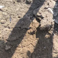 کود مرغی|خدمات باغبانی و درختکاری|زاهدان, |دیوار