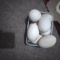 تعدادی تخم قوغاز بفروش میرسد