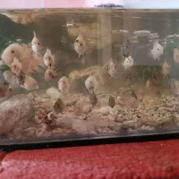 ماهی آکواریوم|ماهی|تربتحیدریه, میدان مرکزی|دیوار