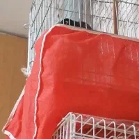 مرغ مینا سخنگو ۴۰۰۰۰۰۰میلیون تومان