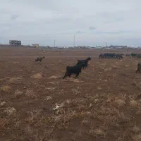 بز داشتی|حیوانات مزرعه|فرمهین, |دیوار