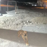 سگ سرابی|سگ|گلبهار, شهر جدید گلبهار|دیوار