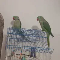 پامرین  شده شاه طوطی  مولد عروس هلندی