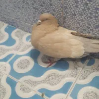 کبوتر کله ای هندی برنجی|پرنده|نجف‌آباد, یزدانشهر|دیوار