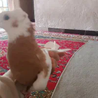 فروش ویژه طوق ماده فقط 250