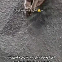 واگزاری گربه