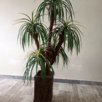 درخت نخل ، گل مصنوعی|گل مصنوعی|رشت, کاکتوس|دیوار