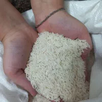 برنج هاشمی محصول خودم