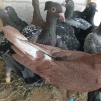 کبوترپرشی