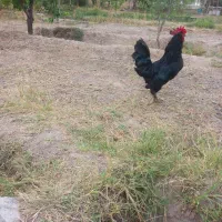 خروس