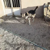 سگ هاسکی|سگ|تهران, سلسبیل شمالی|دیوار