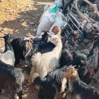 32راستیشتر روزگاریمعاملهبانیسانومیش|حیوانات مزرعه|ایذه, |دیوار