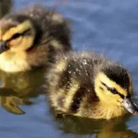 جوجه اردک محلی وجوجه قوغاز بیست روزه