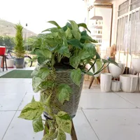 گلخانه ای بهشت گل پتوس مرمر و ارتشی|گل و گیاه طبیعی|سنندج, |دیوار