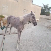 اسب|اسب و تجهیزات اسبسواری|سیریک, |دیوار
