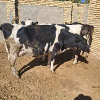 گاو هلشتاین درجه یک با گوساله