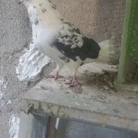 کیوتر|پرنده|هشتگرد, شهرک صنعتی هشتگرد|دیوار