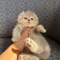 مجموعه گربه میوهاپ/ گربههای اصیل منتظر شما هستند|گربه|رشت, گلسار|دیوار