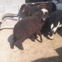 ۶ راس بره ماده چاق برای داشت ودامداری درسربندر|حیوانات مزرعه|بندر ماهشهر, |دیوار