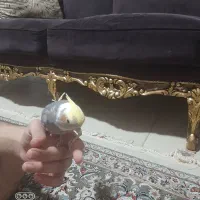 جفت عروس هلندی دستی