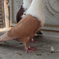 کبوتر مخملی نروماده با2تاجوجه آینده دار