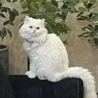 گربه پرشین