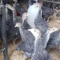 بوقلمون|حیوانات مزرعه|صباشهر, |دیوار