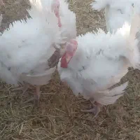 بوقلمون گوشتی