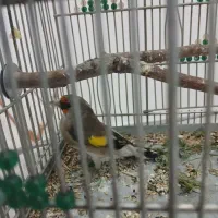 قناری و سهره