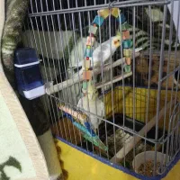 عروس هلندی|پرنده|بندر امام خمینی, |دیوار