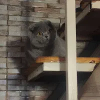 اسکاتیش ماده بلو