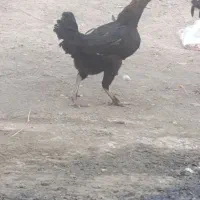 ماده مرغ لاری