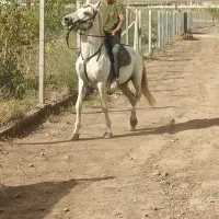 اسب سفید نریان|اسب و تجهیزات اسبسواری|جلفا, |دیوار