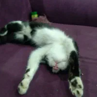 واگذاری رایگان گربه آرام وخانگی