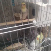 جفت|پرنده|کنگاور, |دیوار