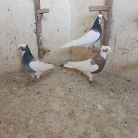 تعدادی بهبونی|پرنده|شیراز, شریف‌آباد|دیوار