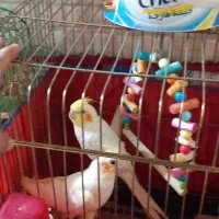 یک جفت عروس هلندی