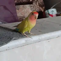 طوطی برزیلی|پرنده|شهریار, رضی آباد بالا|دیوار