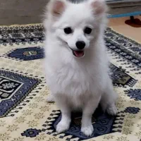 پامرین ۵ماه سایز کوچیک|سگ|فردیس, شهرک شهید حسینی|دیوار