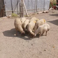گوسفند ‌کاور