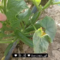 شش هکتار زمین برای اجاره صیفی کاری میخام