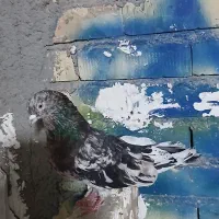 با سلام ۴عد کبوتر خوب ب شرط پرش
