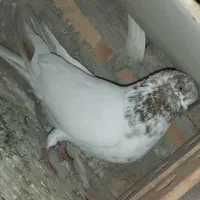 کبوتر|پرنده|تبریز, |دیوار