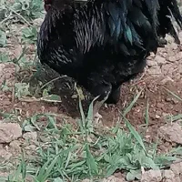 خروس سیاه وسفید