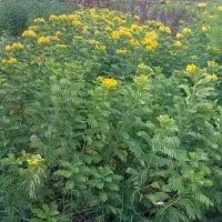 گل و درخت فروشی مطاف|خدمات باغبانی و درختکاری|بندر دیر, |دیوار