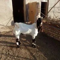 بز برای تکه گی