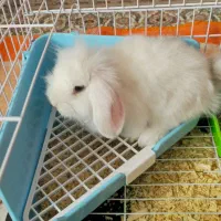 خرگوش مینی لوپ