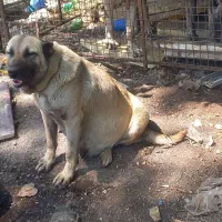 واگذاری سگ سرابی نر ماده|سگ|رشت, حومه رشت|دیوار